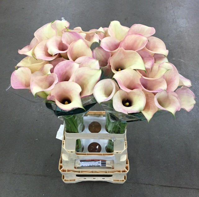 Zantedeschia captain rosette.jpg